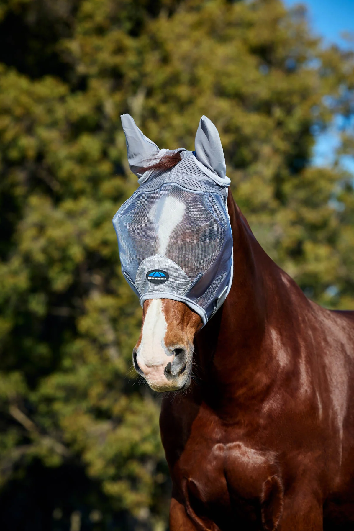 Horse Blankets